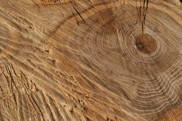 Textura Macro Madeira Cortada Anel Árvore — Fotografia de Stock