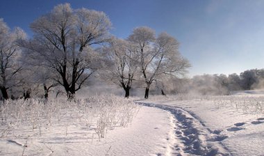 Kış manzarası. Aydınlık, buz tutmuş ormanda bir sabah.