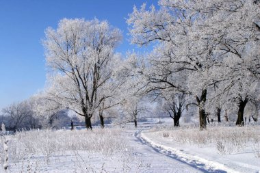 Kış manzarası. Aydınlık, buz tutmuş ormanda bir sabah.