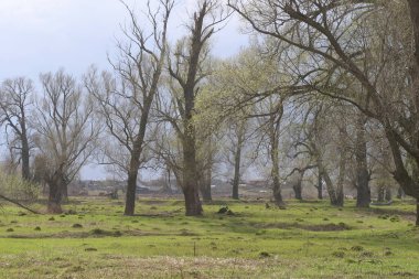 Baharın başında meşe koruluğunun manzarası ve güneşli bir günde bulutlu bir gökyüzü.