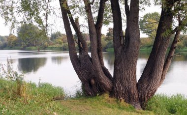 Sonbahar manzarası, sonbaharın ilk günleri, bulutlu bir günde, koruluğun yanındaki nehirde.