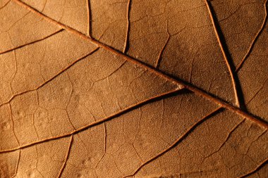 makro kısmı damarlı ve granüler yüzeyli sararmış kuru yaprak.