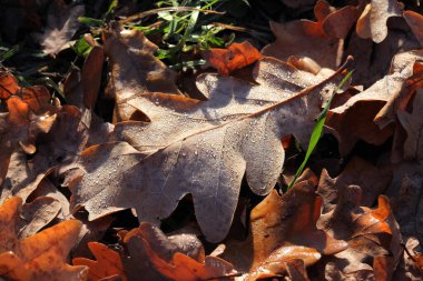 Yakın çekim düşen meşe yaprakları sabahın erken saatlerinde donla kaplanır.
