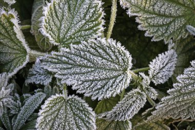 Makro yeşil çimen ve yapraklar buzla kaplı