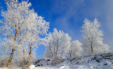 Kış manzarası ağaçları sisli bir sabahta donla kaplıdır.