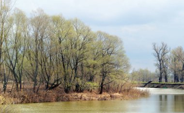 Peyzaj nehri Toima ve meşe koruluğu ilkbaharın başlarında güneşli bir günde