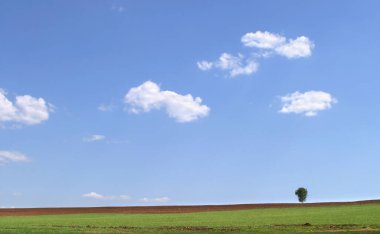 Mavi gökyüzündeki beyaz bulutların ve yeşil çayırdaki nadir ağaçların idealist yaz manzarası.
