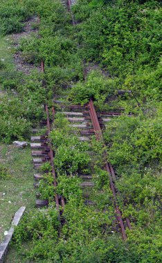 Kullanılmayan eski yeşil çimlerin yakın plan çekimi.