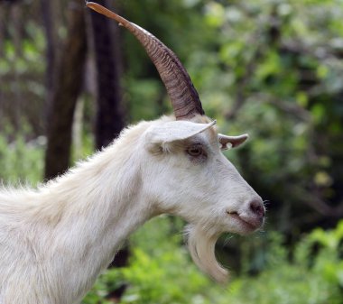 Büyük boynuzlu ve yeşil yapraklı beyaz bir keçinin yakın plan portresi.