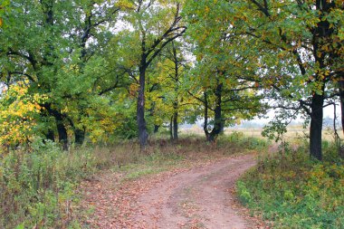 Sonbaharın başlarında, bulutlu bir günde yeşil ve sarı yapraklı bir meşe koruluğuyla sonbahar manzarası
