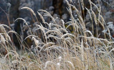 Çimlerin üzerindeki güzel ayazın yakın çekimi ve dondurucu sisli sonbahar sabahı yaprakları.
