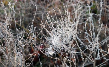 Çimlerin üzerindeki güzel ayazın yakın çekimi ve dondurucu sisli sonbahar sabahı yaprakları.