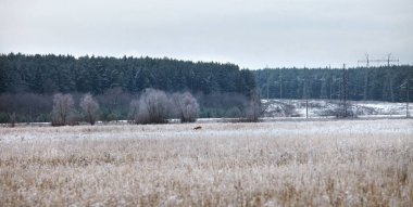 Ormanın yakınındaki karlı bir tarlada kış manzarası elektrik hatları
