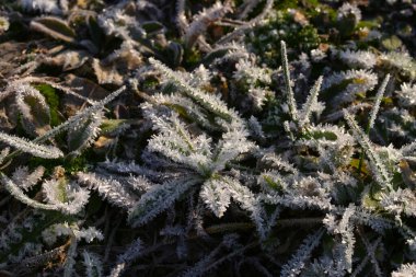... yeşil çimlerin üzerinde güzel bir buz tabakası ve düşen yapraklar güneşli soğuk bir sabah.