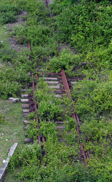 Kullanılmayan eski yeşil çimlerin yakın plan çekimi.