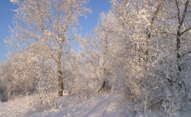 Kış manzarası kabarık ağaçlar ve çalılar kuru çimenler üzerinde kalın don