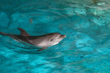 Mavi berrak su havzasında yakın plan yunuslar