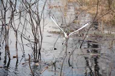 Baharın başında çimen ve ağaçların arka planında uçan bir martının yakın çekimi