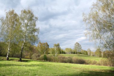 Yeşil yaprakların sisleri ve yağmurdan sonra bulutlu gökyüzü ile bahar huş ağacı koruluğu