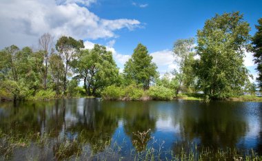 Güneşli bir günde sakin bir nehrin kıyısındaki güzel bir meşe bahçesi.