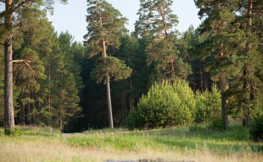 summer landscape green grass at the edge of a pine forest on a sunny day