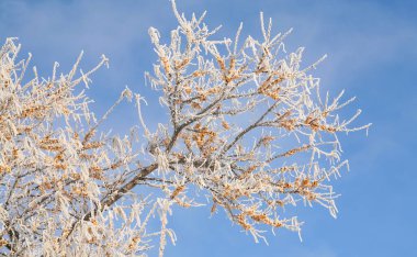 macro buckthorn berries on a branch covered with hoarfrost against the blue sky clear winter day