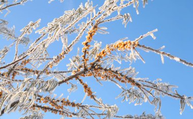 macro buckthorn berries on a branch covered with hoarfrost against the blue sky clear winter day