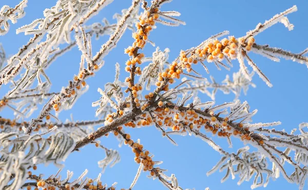 macro buckthorn berries on a branch covered with hoarfrost against the blue sky clear winter day