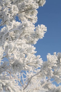Gökyüzünün arka planında kalın kabarık donlarla kaplı makro çam dalı güneşli soğuk bir günde