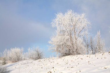 Kış manzarası ağaçları donla kaplı, beyaz kar ve mavi bulutlu gökyüzü