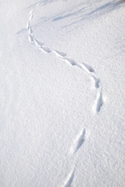 close-up isolated rabbit tracks on a clean, flat surface of the snow