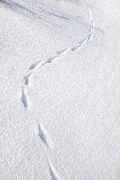 close-up isolated rabbit tracks on a clean, flat surface of the snow