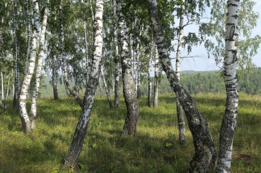 Güneşli bir günde Urallar 'da güzel bir yaz manzarası huş ağacı koruluğu