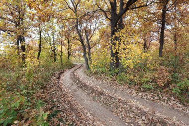 Sonbahar manzarası toprak yolu sabahın erken saatlerinde meşe koruluğunda.