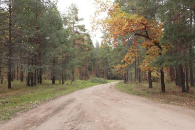 Sonbahar manzarası bulutlu bir günde karışık bir ormanda yürüyor.