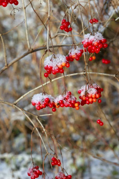 Close Red Ripe Viburnum Berries Branch Covered Frost Garden Early — Stock Photo, Image