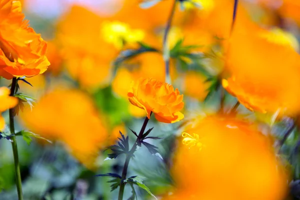 Makro Orangefarbener Globenblume Fuße Des Ergaki Western Sayan Einem Sonnigen — Stockfoto