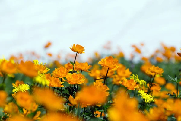 Makro Orangefarbener Globenblume Fuße Des Ergaki Western Sayan Einem Sonnigen — Stockfoto