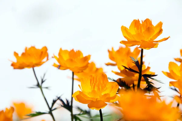 Makro Orangefarbener Globenblume Fuße Des Ergaki Western Sayan Einem Sonnigen — Stockfoto