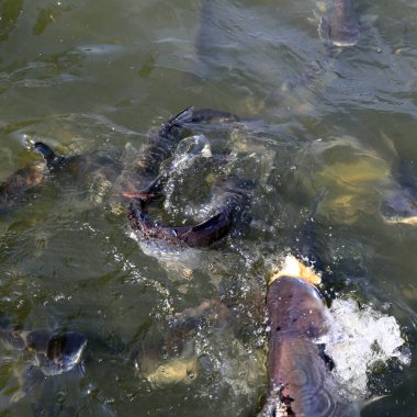 BANGKOK, THAILAND - 15 Aralık 2014: Bangkok, Tayland 'da büyük Som the Chao Phraya Nehri