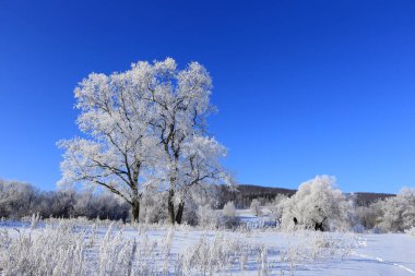 Sabahın erken saatlerinde, karlı bir tarlada, donmakta olan kış manzarası ağaçları.