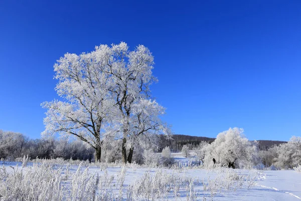 Alberi Paesaggio Invernali Gelo Campo Innevato Mattino Presto Gelido — Foto Stock