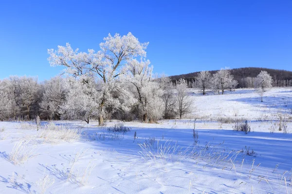 Winter Landscape Trees Frost Snowy Field Early Frosty Morning — Stock Photo, Image