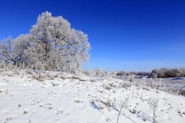 Alberi Paesaggio Invernali Gelo Campo Innevato Mattino Presto Gelido — Foto Stock