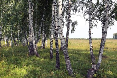 Güneşli bir günde Urallar 'da güzel bir yaz manzarası huş ağacı koruluğu