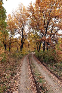 Sonbaharda güneşli bir sabah erken saatlerde meşe koruluğunda toprak bir yol.