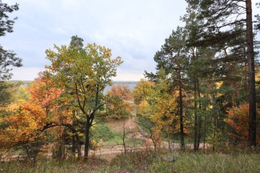 Sonbahar manzarası bulutlu bir günde karışık bir ormanda yürüyor.