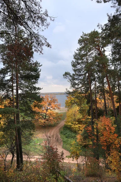 Passeggiata Paesaggio Autunnale Una Foresta Mista Una Giornata Nuvolosa — Foto Stock