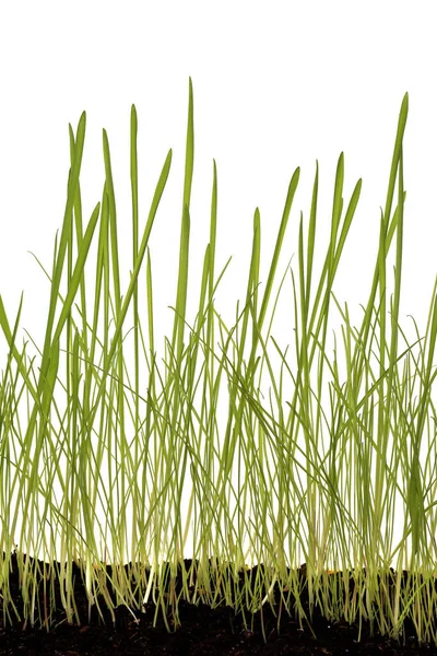 Primer Plano Una Hermosa Hierba Verde Joven Estudio Fondo Blanco —  Fotos de Stock