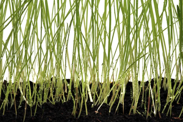 Primer Plano Una Hermosa Hierba Verde Joven Estudio Fondo Blanco —  Fotos de Stock